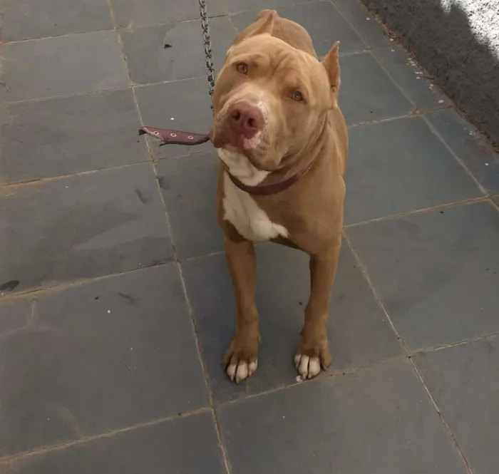 Cachorro raça Pitbull idade 1 ano nome Max