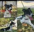 Totó