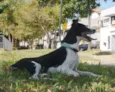 Totó