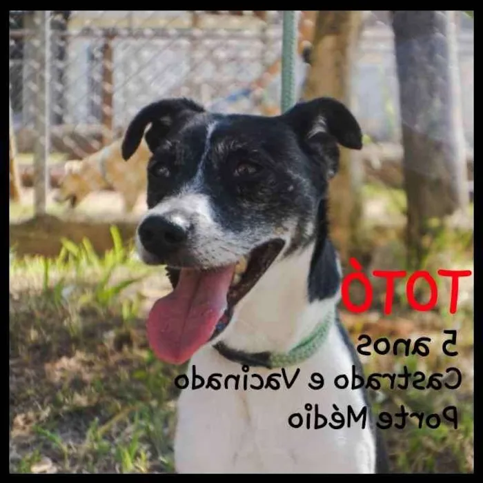 Cachorro ra a SRD idade 5 anos nome Totó