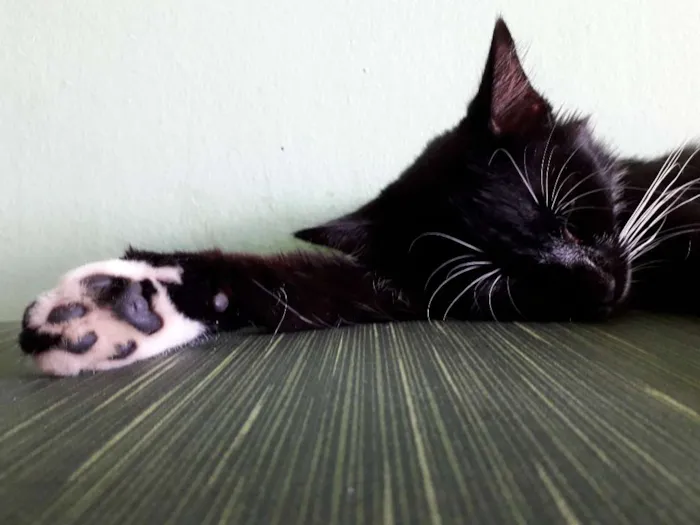 Gato raça Nao sei idade 2 a 6 meses nome PB