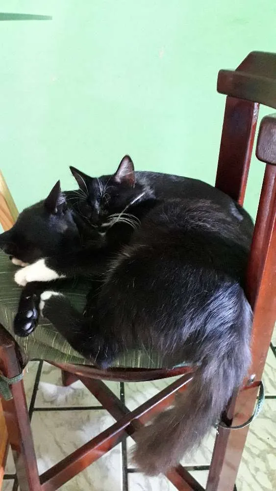 Gato raça Nao sei idade 2 a 6 meses nome PB