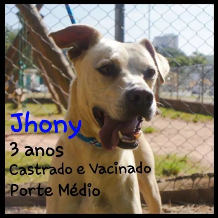 Cachorro ra a SRD idade 2 anos nome Jhony