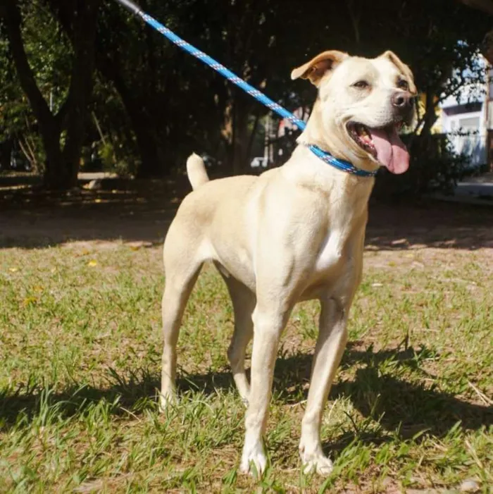 Cachorro ra a SRD idade 2 anos nome Jhony