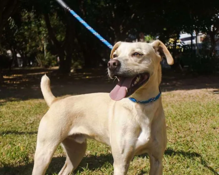 Cachorro ra a SRD idade 2 anos nome Jhony