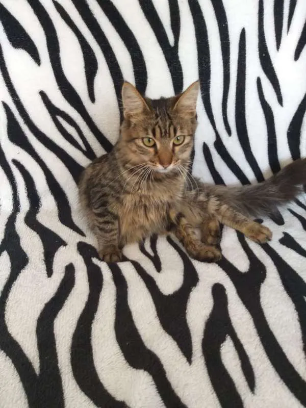 Gato ra a SRD idade 2 a 6 meses nome Pulga