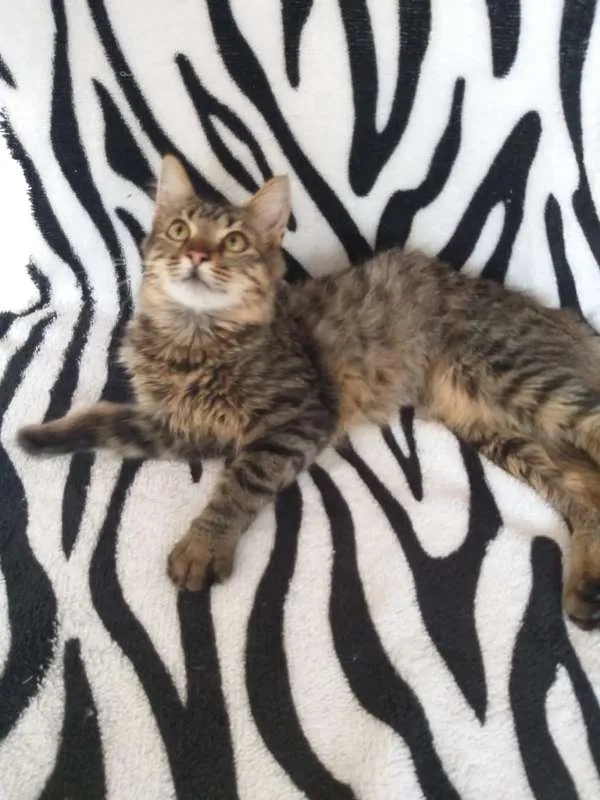 Gato ra a SRD idade 2 a 6 meses nome Pulga