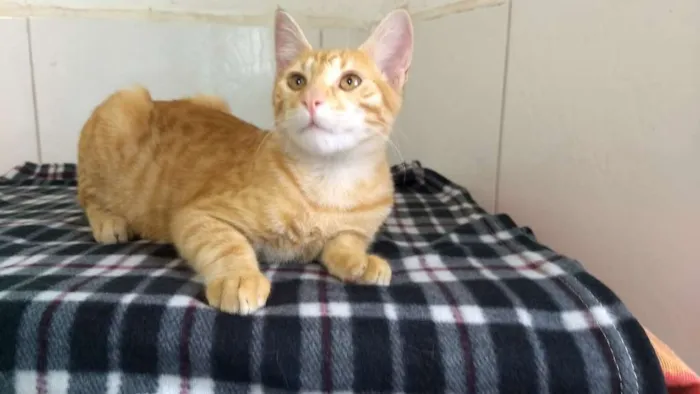 Gato raça SRD idade 2 a 6 meses nome Yellow