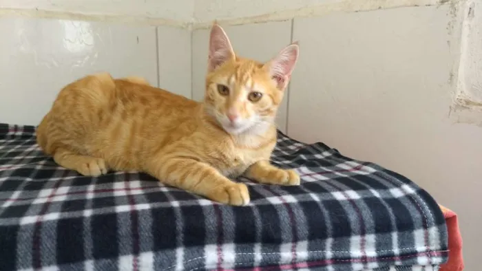 Gato raça SRD idade 2 a 6 meses nome Yellow