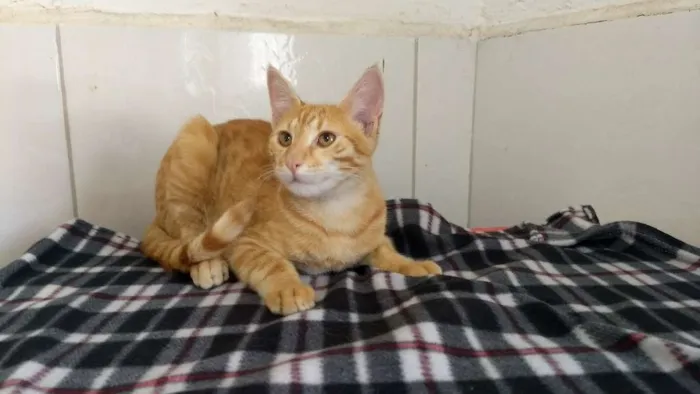 Gato raça SRD idade 2 a 6 meses nome Yellow