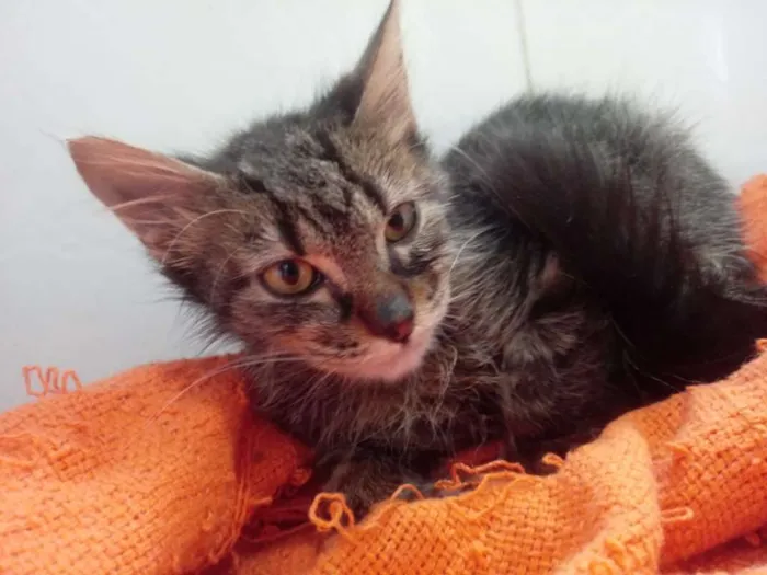 Gato ra a SRD idade 2 a 6 meses nome Lion