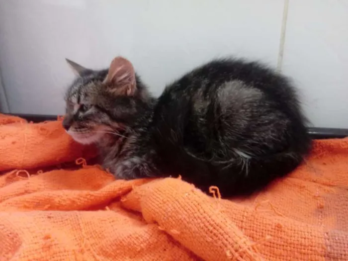 Gato ra a SRD idade 2 a 6 meses nome Lion