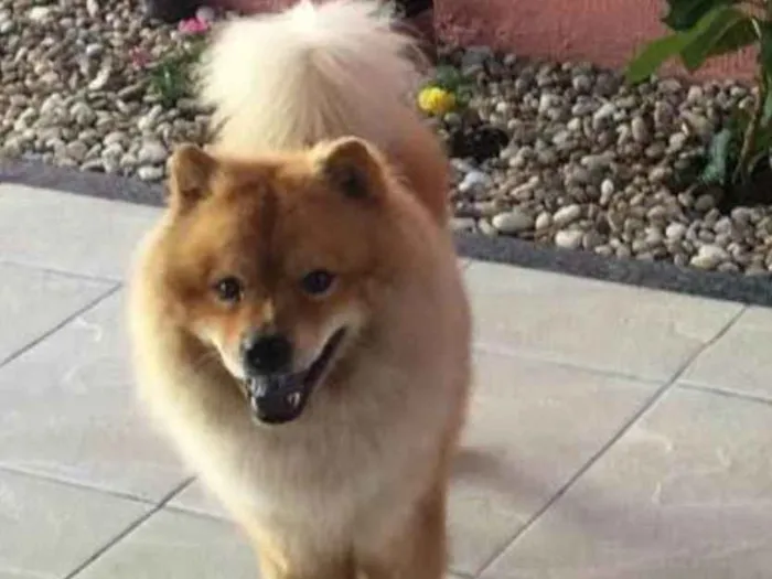 Cachorro ra a Chowchow  idade 2 anos nome Simba