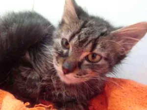 Gato raça SRD idade 2 a 6 meses nome Lion