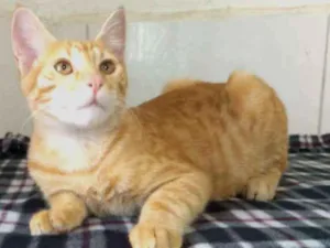 Gato raça SRD idade 2 a 6 meses nome Yellow