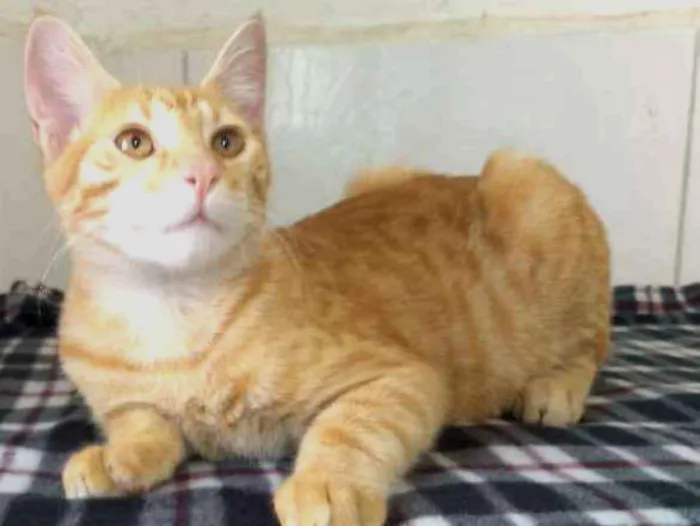 Gato raça SRD idade 2 a 6 meses nome Yellow