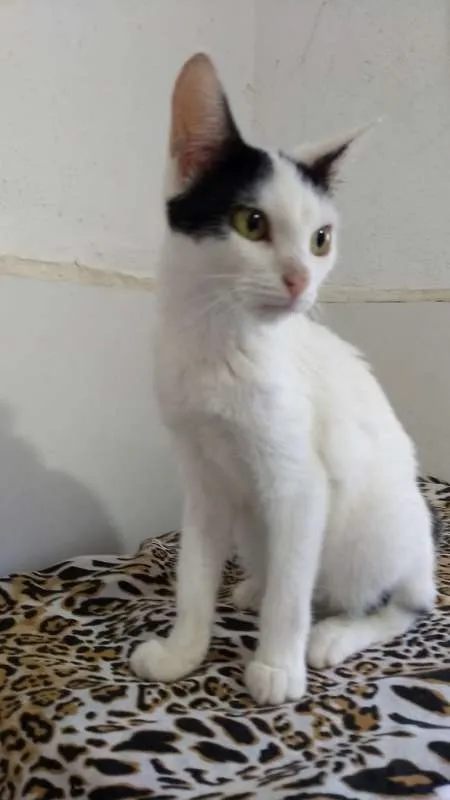 Gato raça SRD idade 7 a 11 meses nome Mia