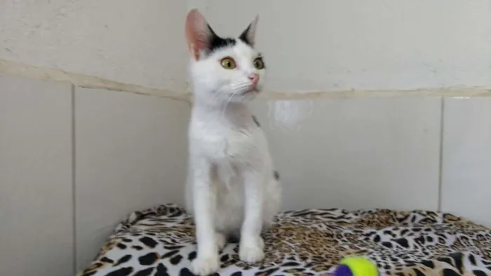 Gato raça SRD idade 7 a 11 meses nome Mia