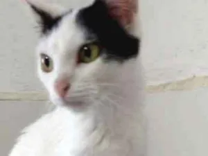 Gato raça SRD idade 7 a 11 meses nome Mia