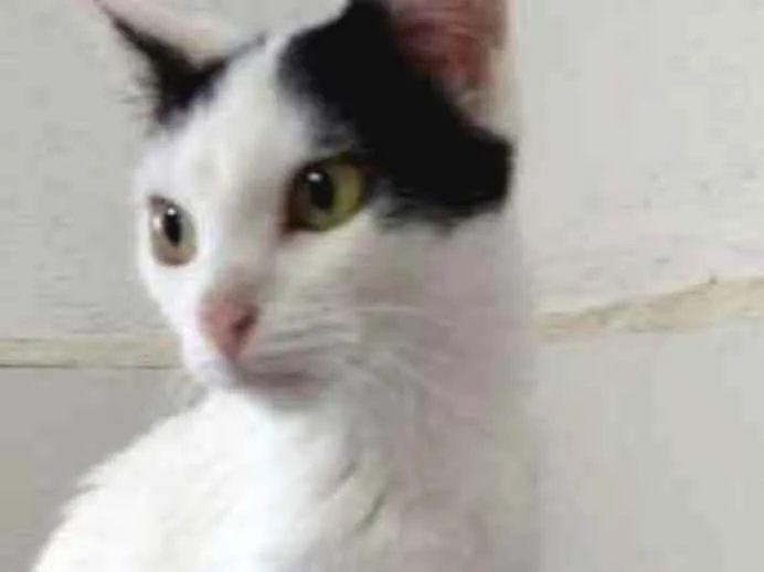 Gato raça SRD idade 7 a 11 meses nome Mia