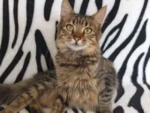 Gato raça SRD idade 2 a 6 meses nome Pulga