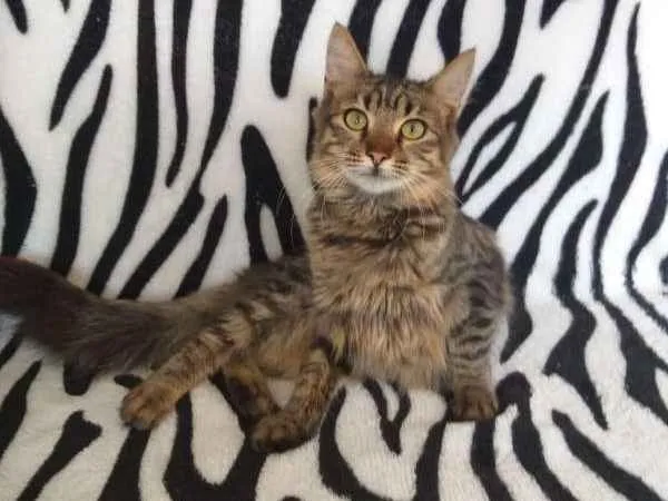 Gato ra a SRD idade 2 a 6 meses nome Pulga