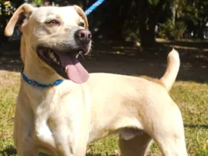 Cachorro raça SRD idade 2 anos nome Jhony