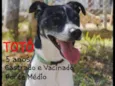 Totó