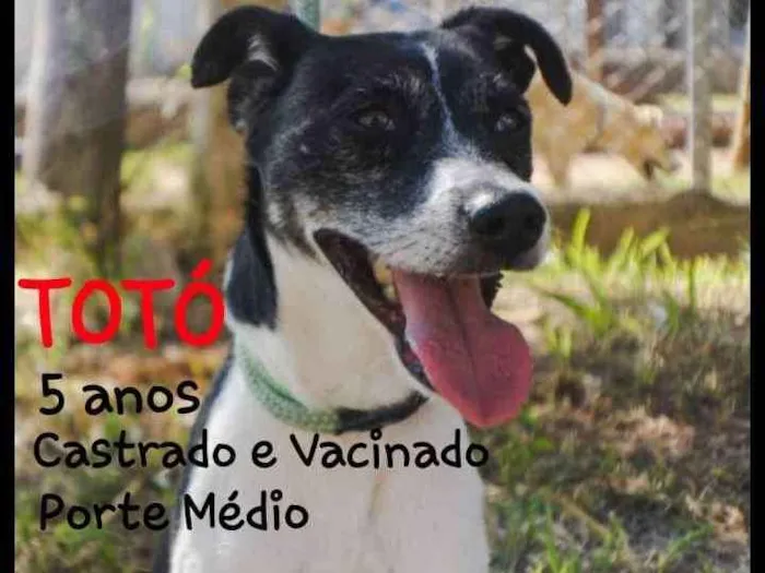 Cachorro ra a SRD idade 5 anos nome Totó