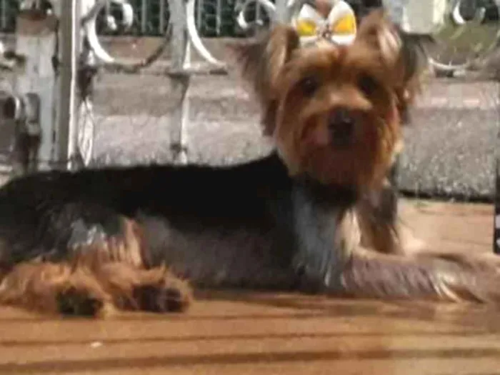 Cachorro ra a Yorkishare Terrier  idade 1 ano nome Fofinha 