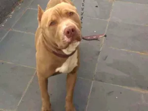 Cachorro raça Pitbull idade 1 ano nome Max