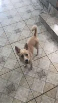 Maia