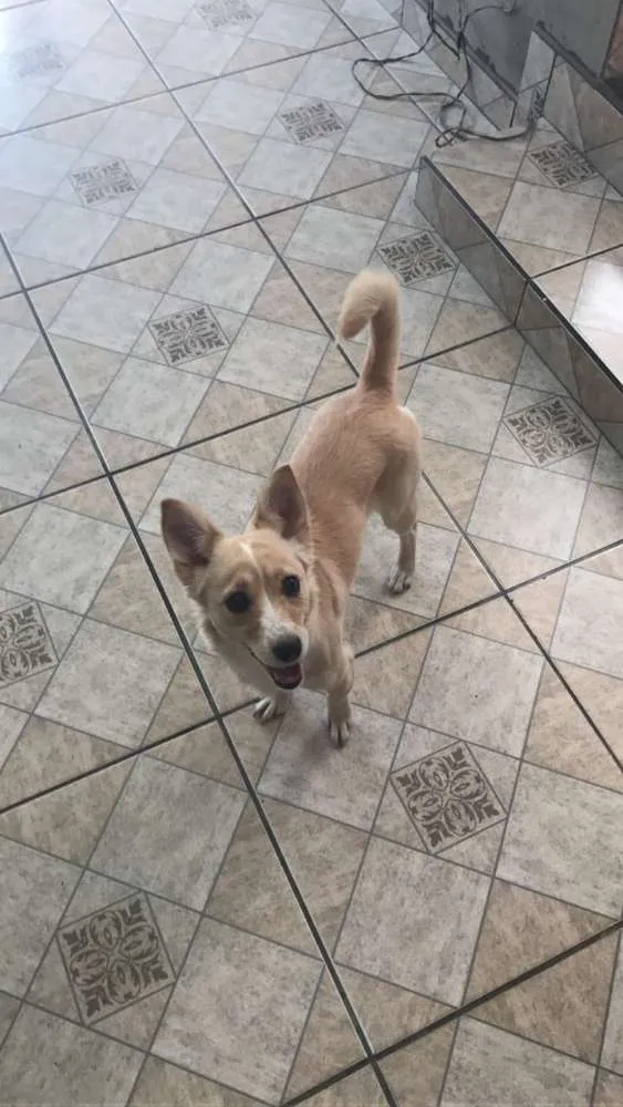 Cachorro ra a SRD idade 3 anos nome Maia