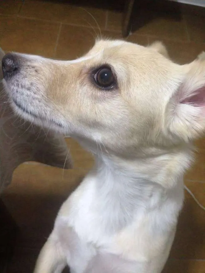 Cachorro ra a SRD idade 3 anos nome Maia