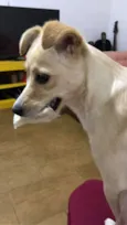 Maia