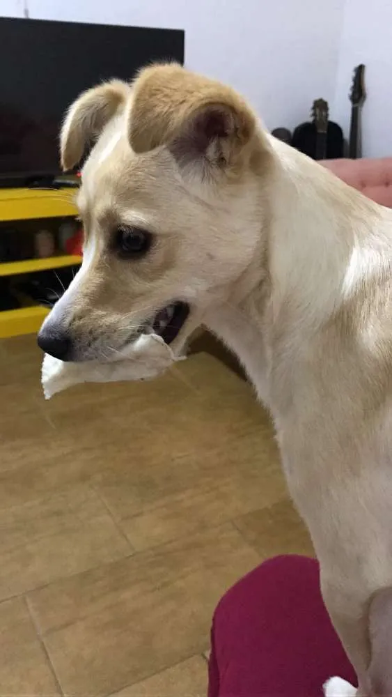 Cachorro ra a SRD idade 3 anos nome Maia