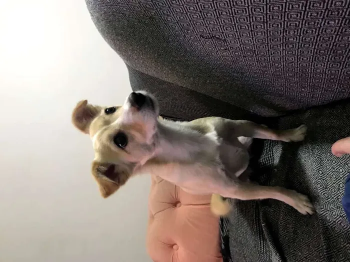 Cachorro ra a SRD idade 3 anos nome Maia