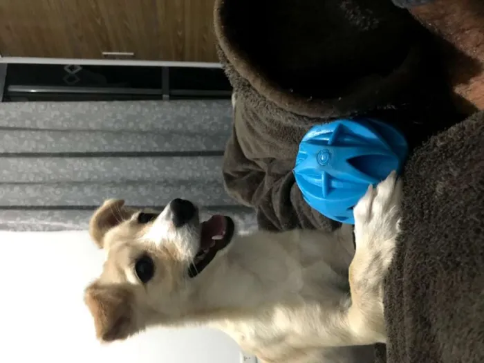 Cachorro ra a SRD idade 3 anos nome Maia