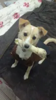 Maia