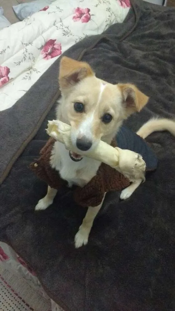 Cachorro ra a SRD idade 3 anos nome Maia