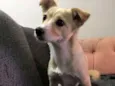 Maia