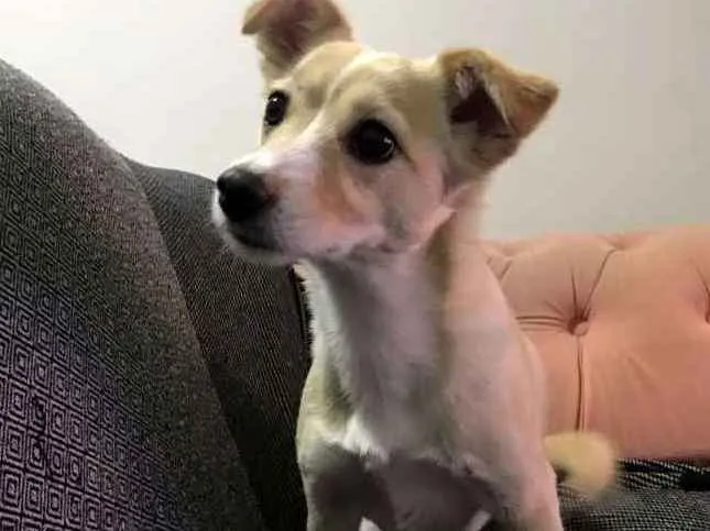 Cachorro ra a SRD idade 3 anos nome Maia