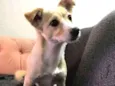 Maia