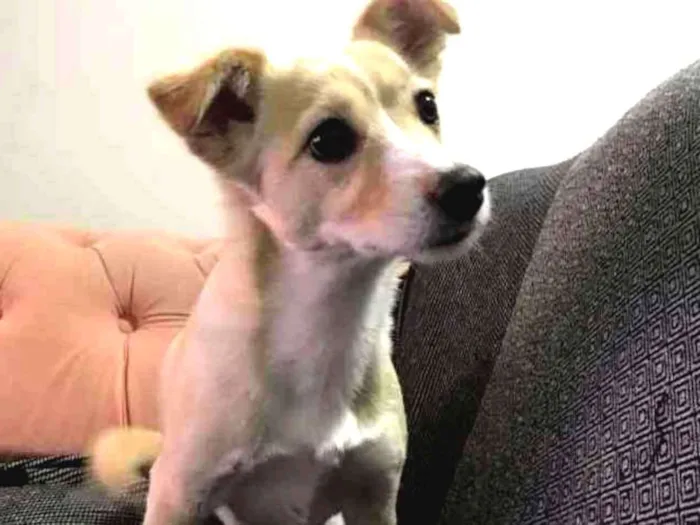 Cachorro ra a SRD idade 3 anos nome Maia