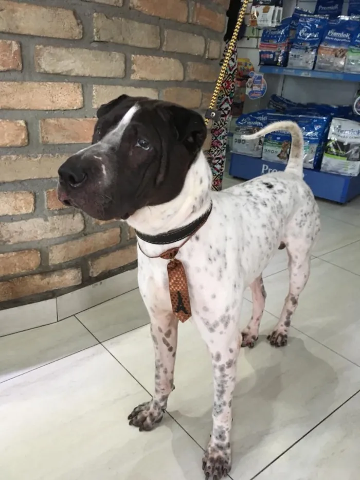 Cachorro ra a Sharpei idade 3 anos nome Torrone