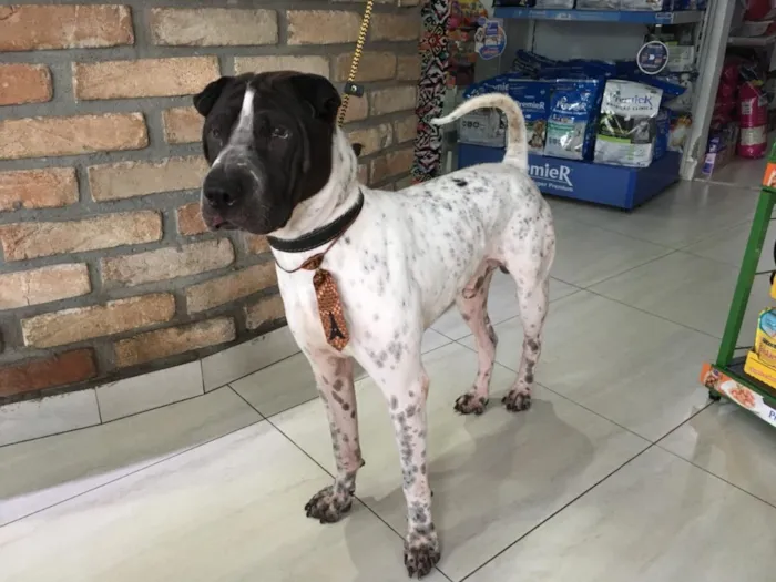 Cachorro ra a Sharpei idade 3 anos nome Torrone