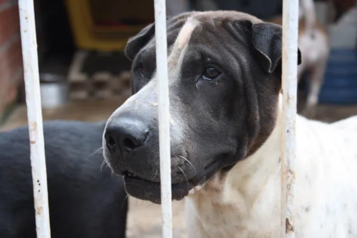 Cachorro ra a Sharpei idade 3 anos nome Torrone