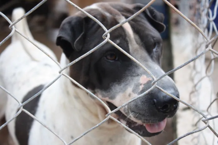 Cachorro ra a Sharpei idade 3 anos nome Torrone