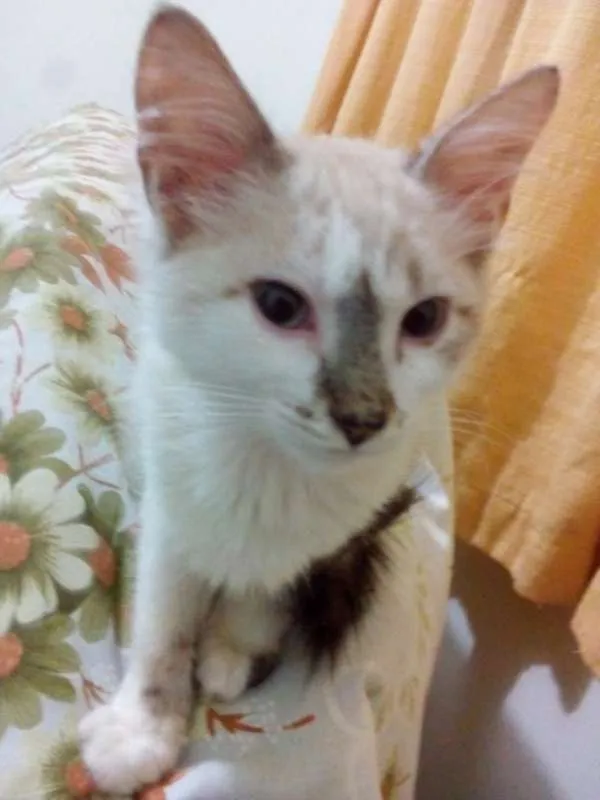 Gato ra a Vira lata idade 2 a 6 meses nome Dante e Neko
