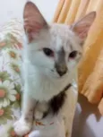 Dante e Neko